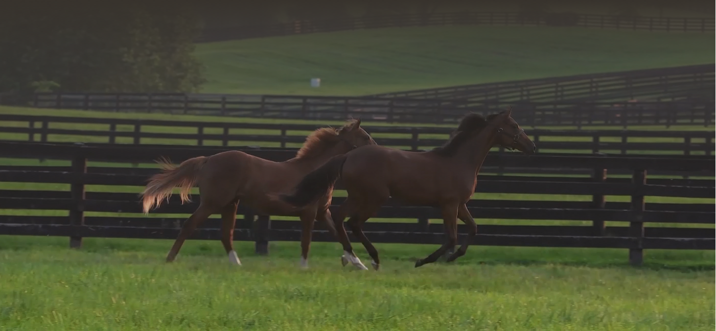 horses running