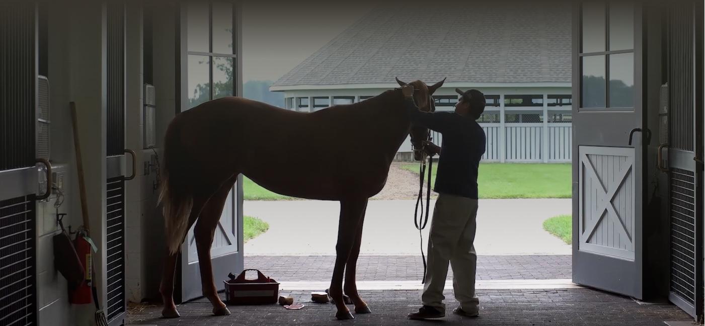 Horse with handler